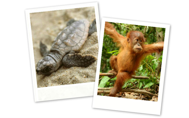 Holiday_Borneo_skildpadde_abe_travel_2